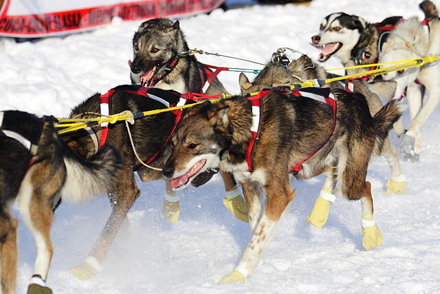 Iditarod Photos - 2008