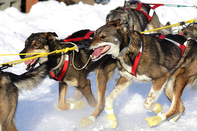 Iditarod Photos - 2008