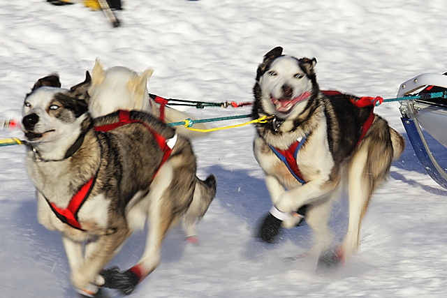 Iditarod Photos - 2008