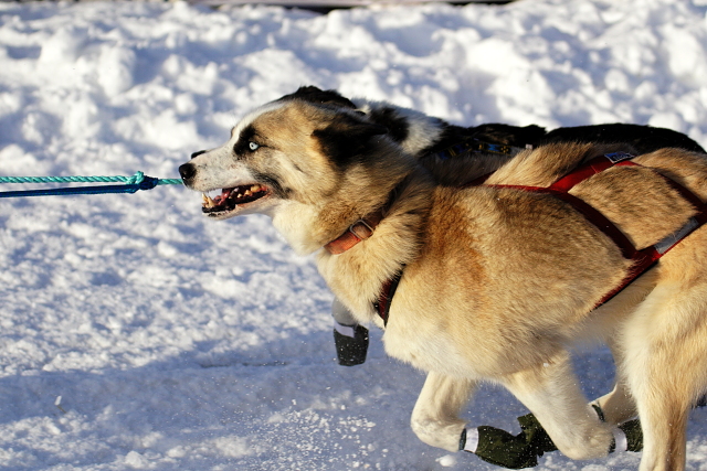 Iditarod Photos - 2008