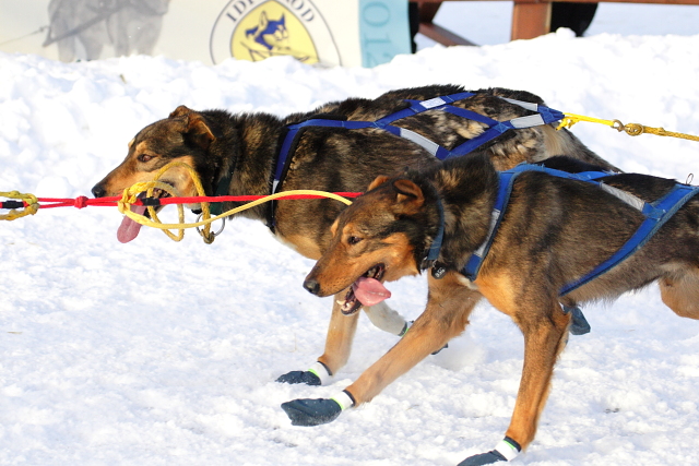 Iditarod Photos - 2008