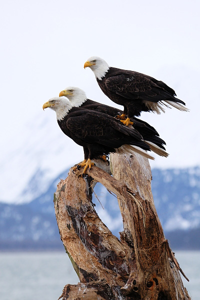 Bald Eagle Photos Of Alaska