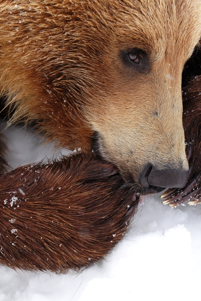 Nail Biting Bear