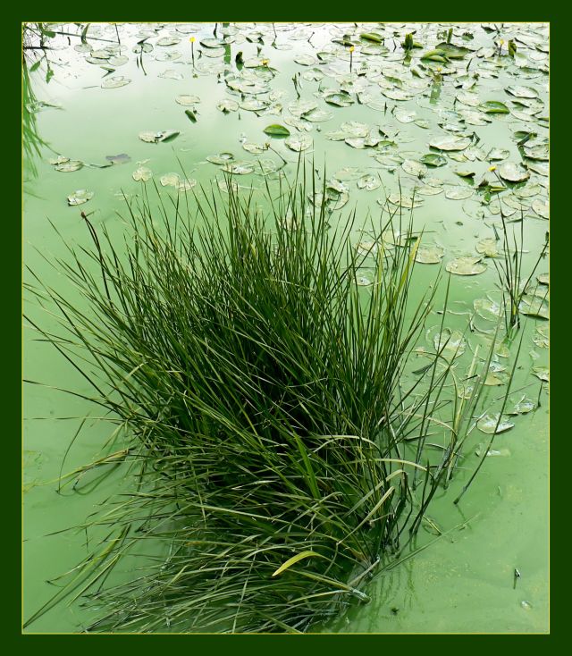 Green , green, green ...