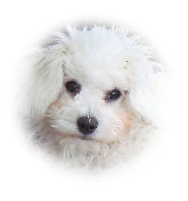 Oscar