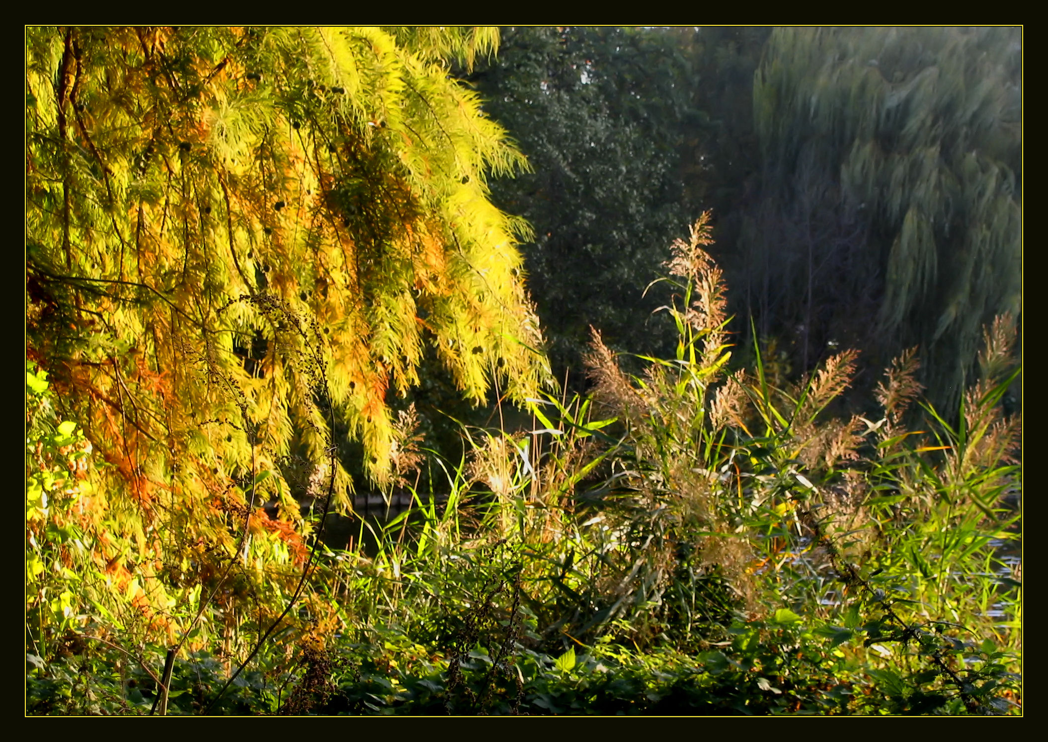 Golden light