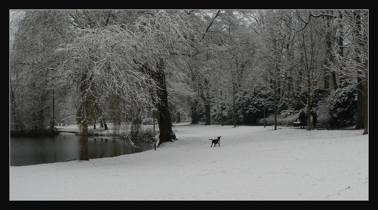 The dog