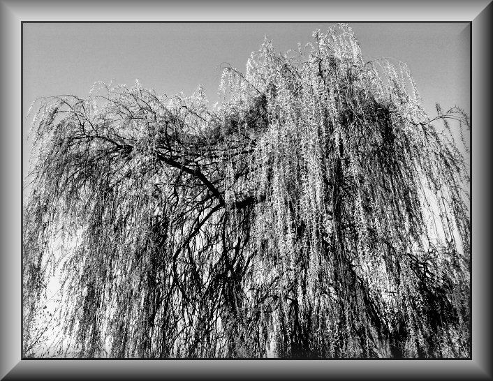 Weeping willow