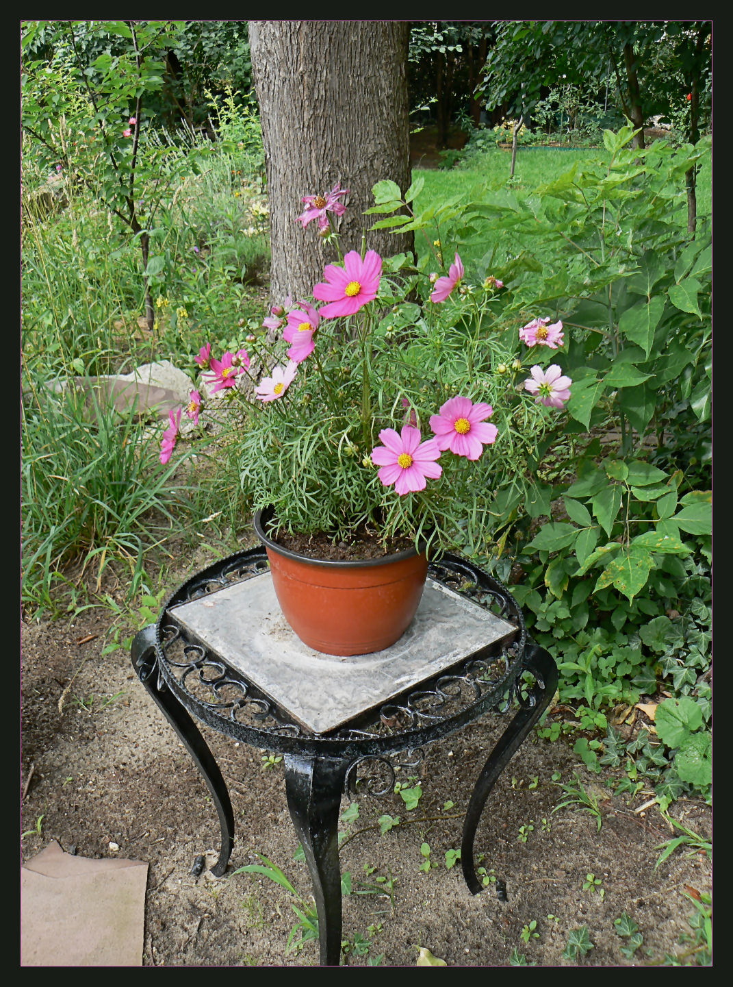 Cosmea