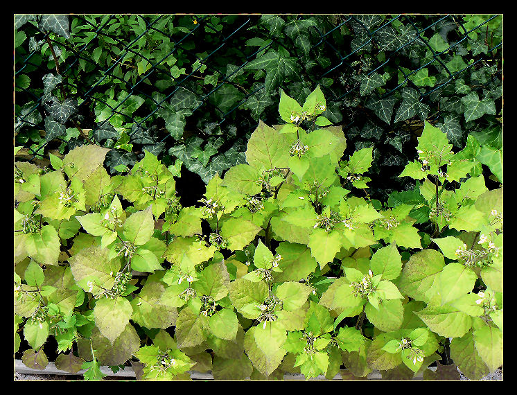 Different leaves