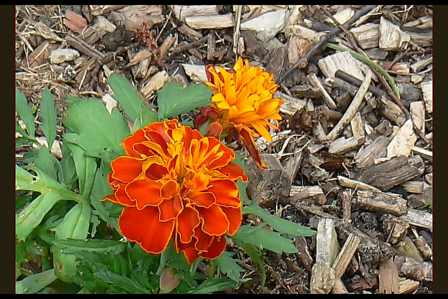 Marigold close up