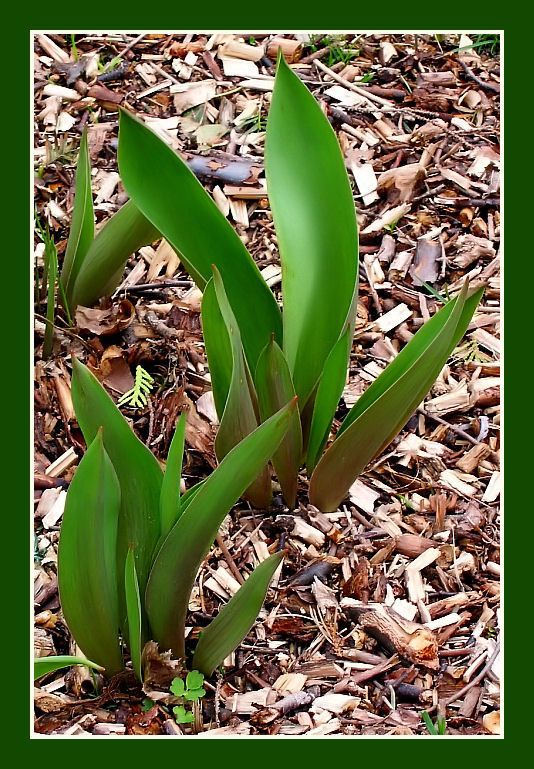 Tulip leaves in my garden