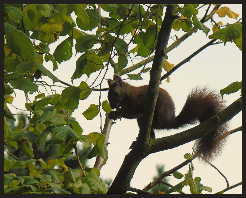 Visitor in my garden