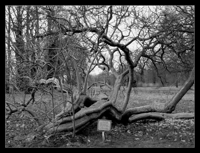 Very old tree