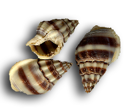 3brownwhiteconchb-shadowcop.png