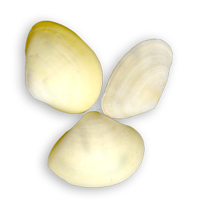 3clams2b-shadowcopy.png