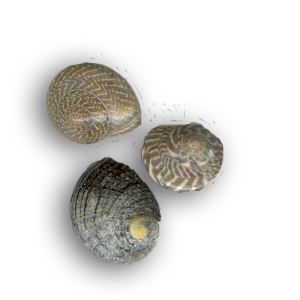 3spirals-shadowcopy.png