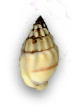 singleblackwhitespiralb-sha.png