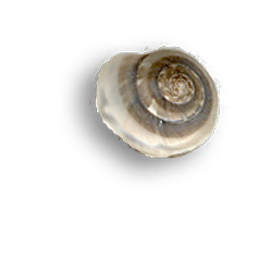 singlespiralb-shadowcopy.png