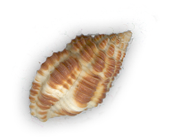 singletanwhiteconch-shadowc.png