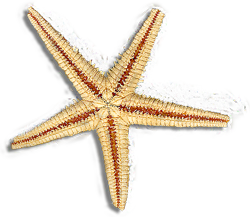 starfishbshadow2.png