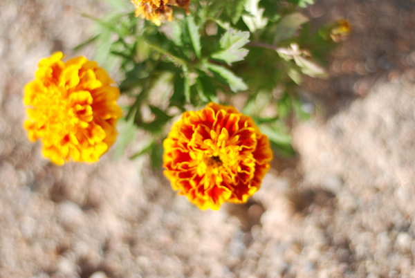 DSC_1347.jpg