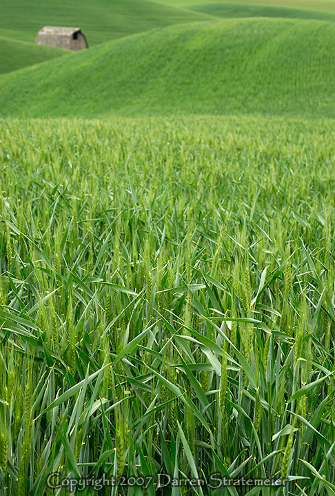 Green Wheat