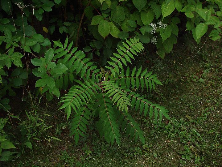DSC01520.JPG