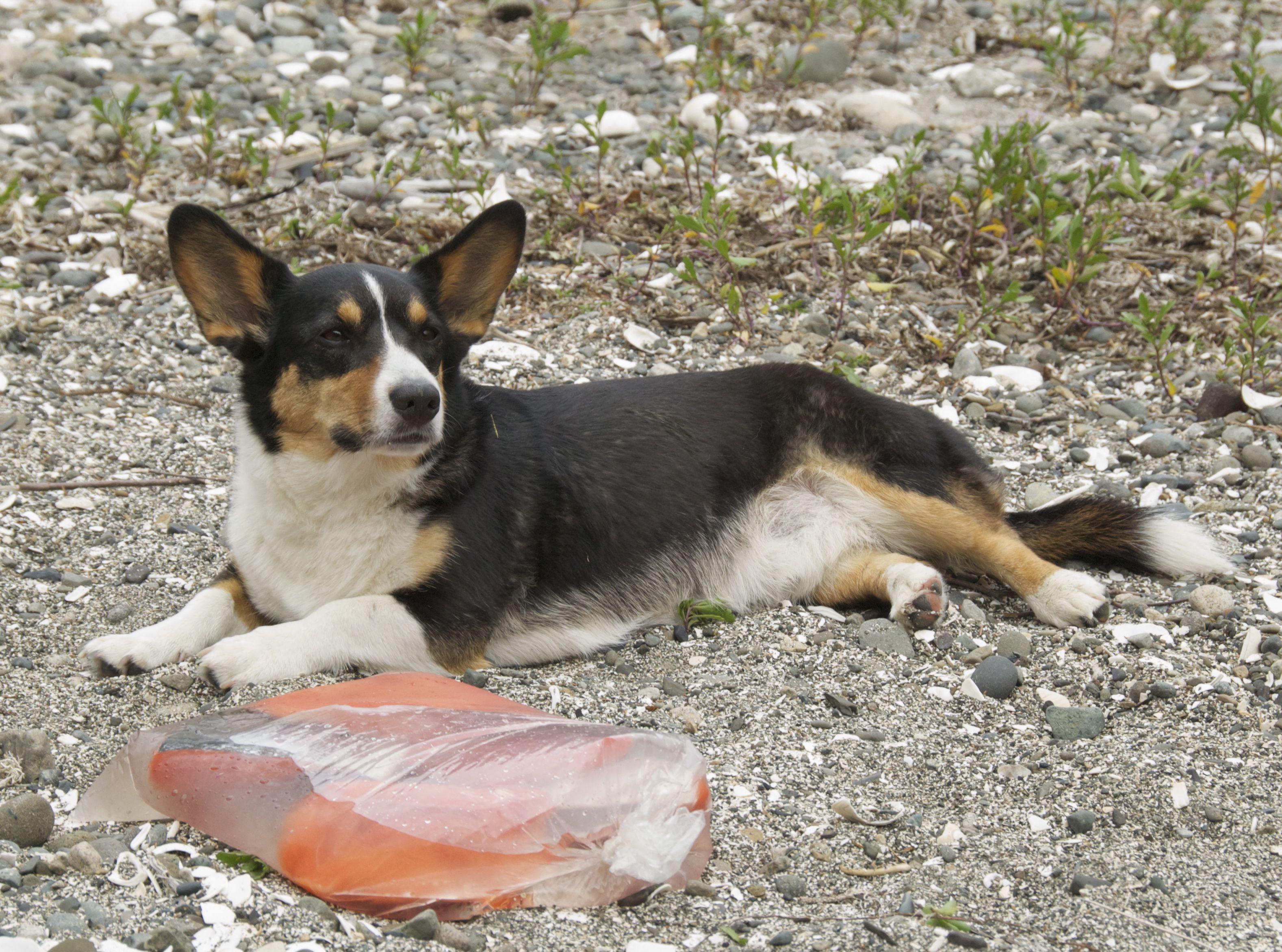 Dog and Salmon