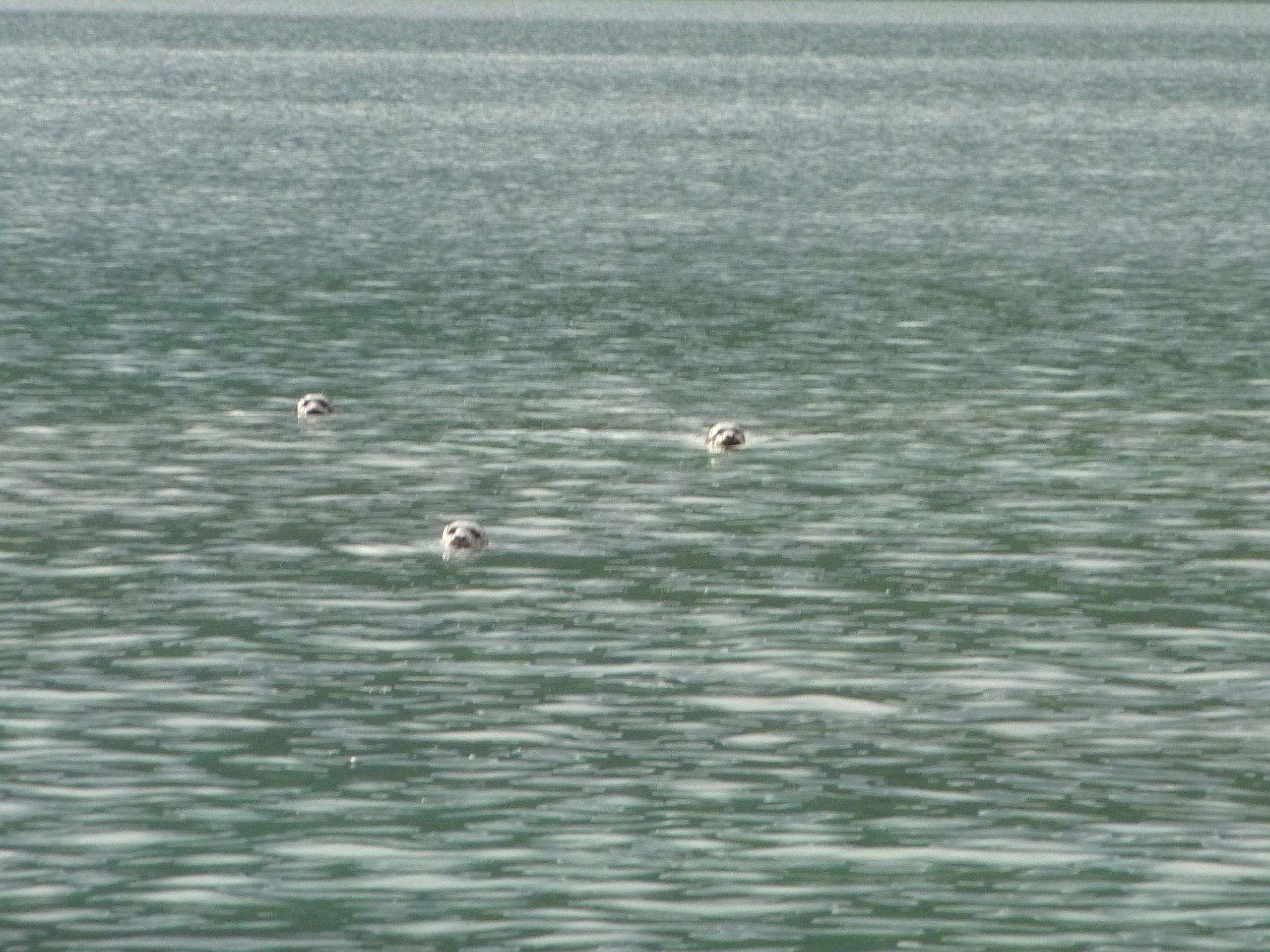 Bobbing seals