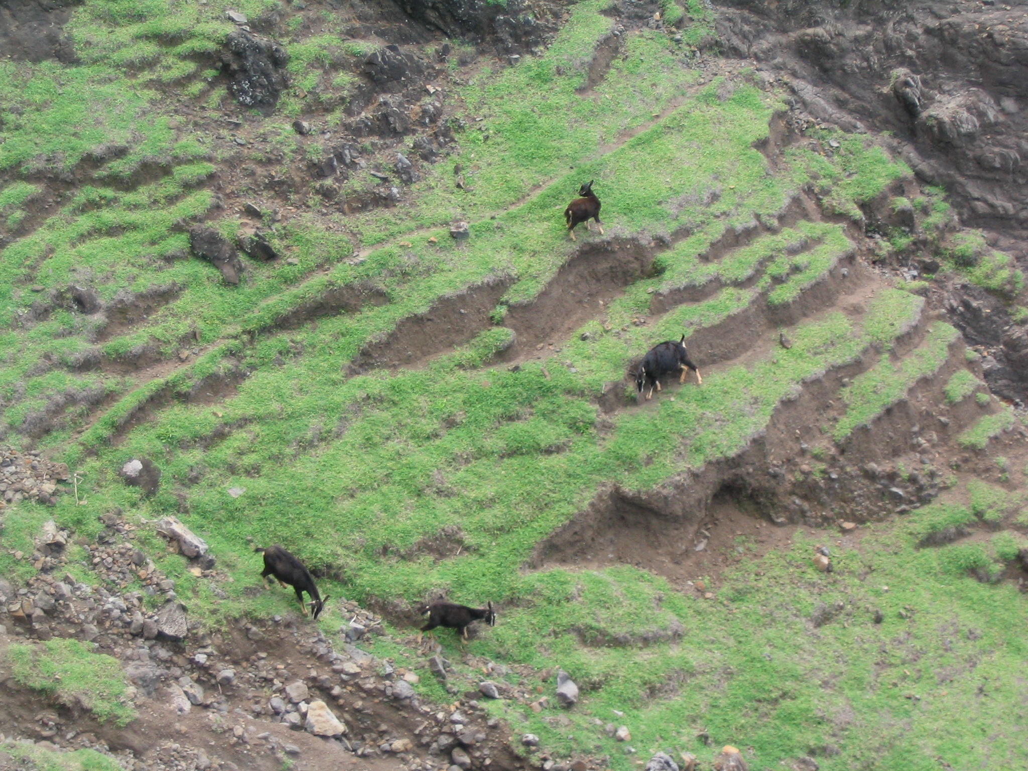 wild goats