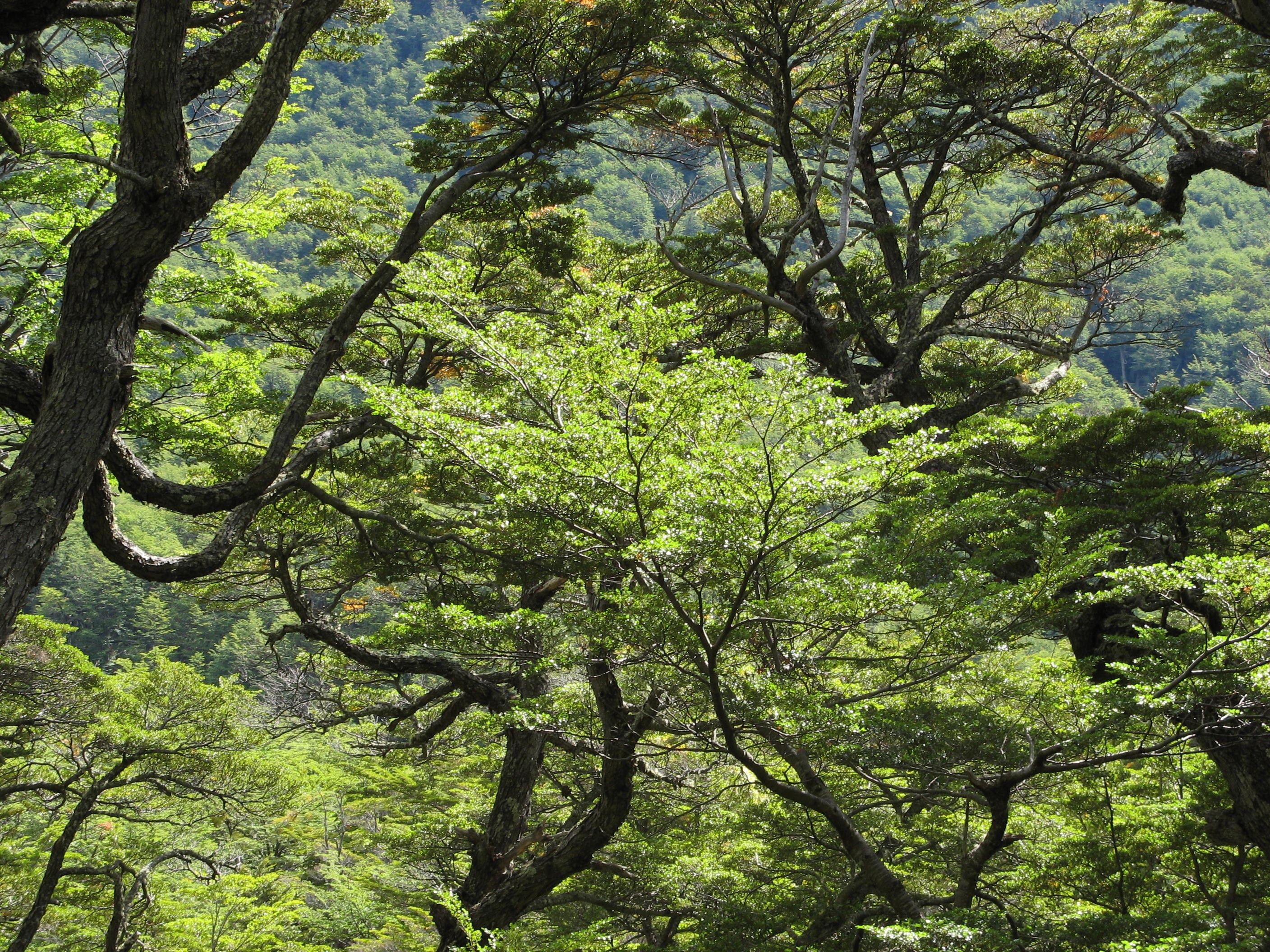 trees above the banks of Rio de los Perros