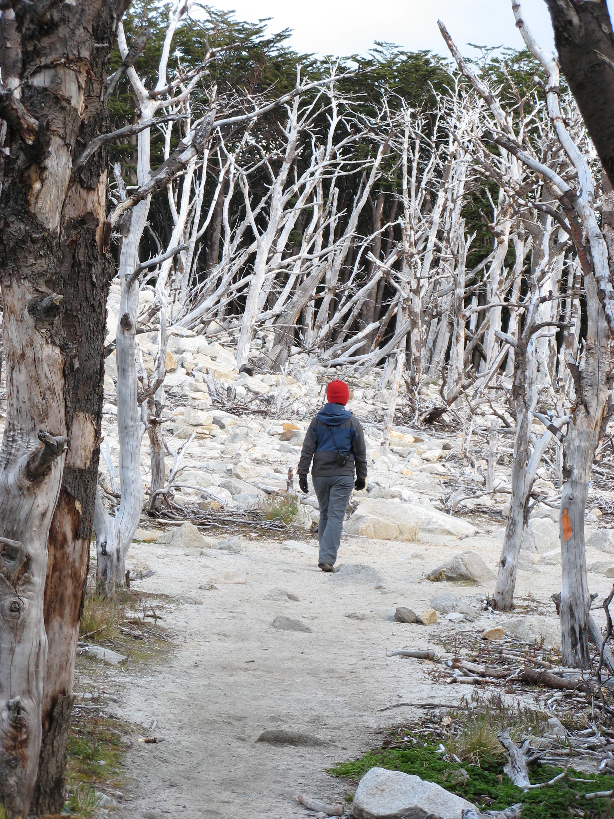 an old burnt out forest in Valle del Frances