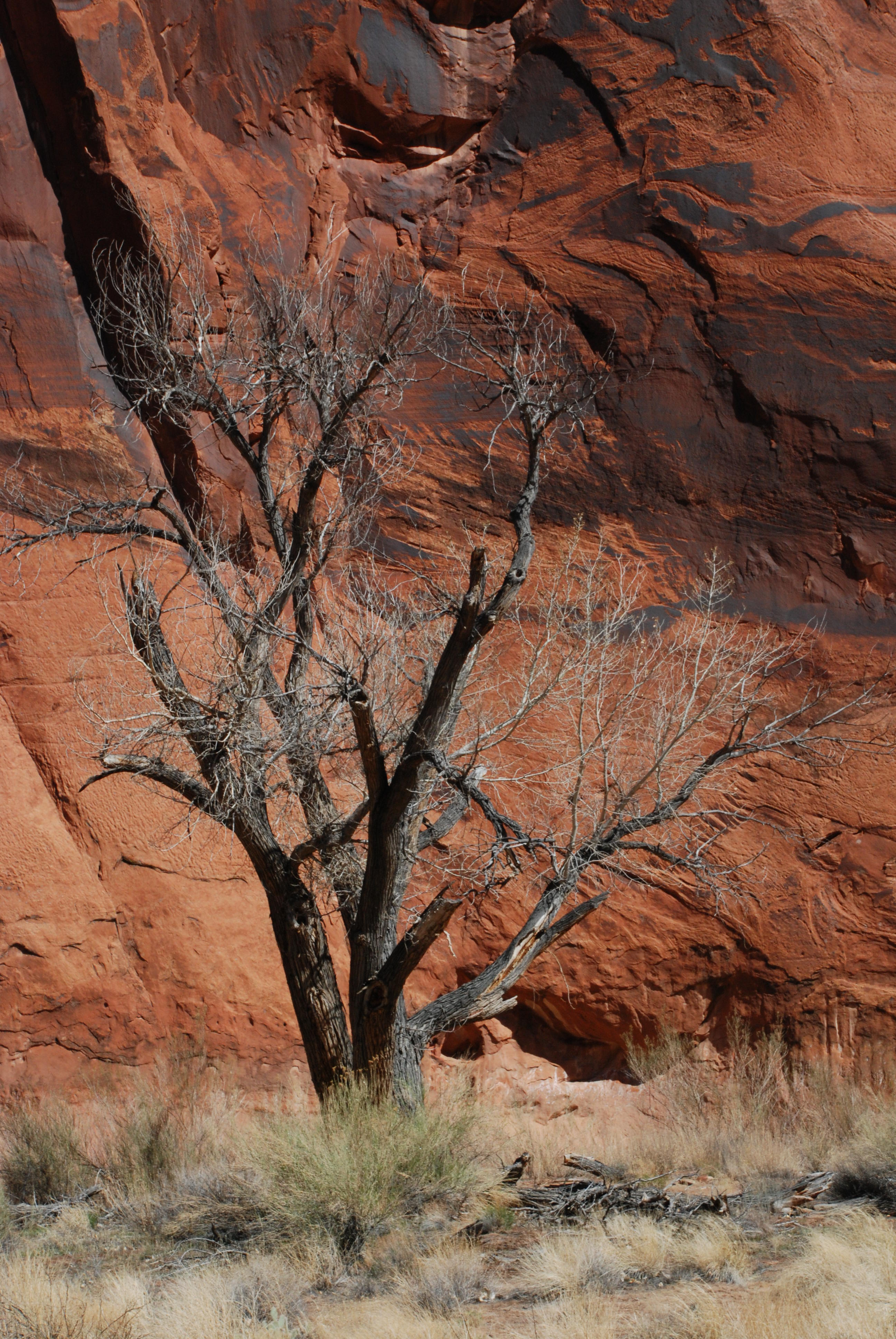Another tree
