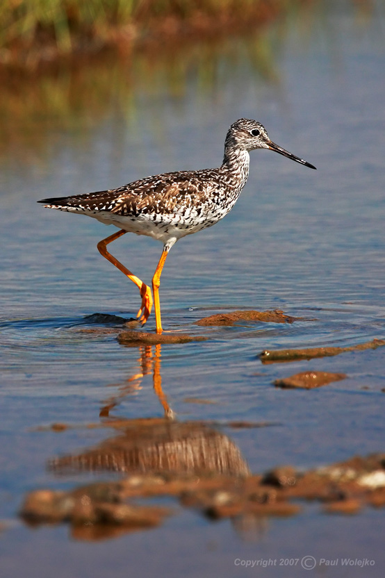 Greater Yellowlegs.jpg