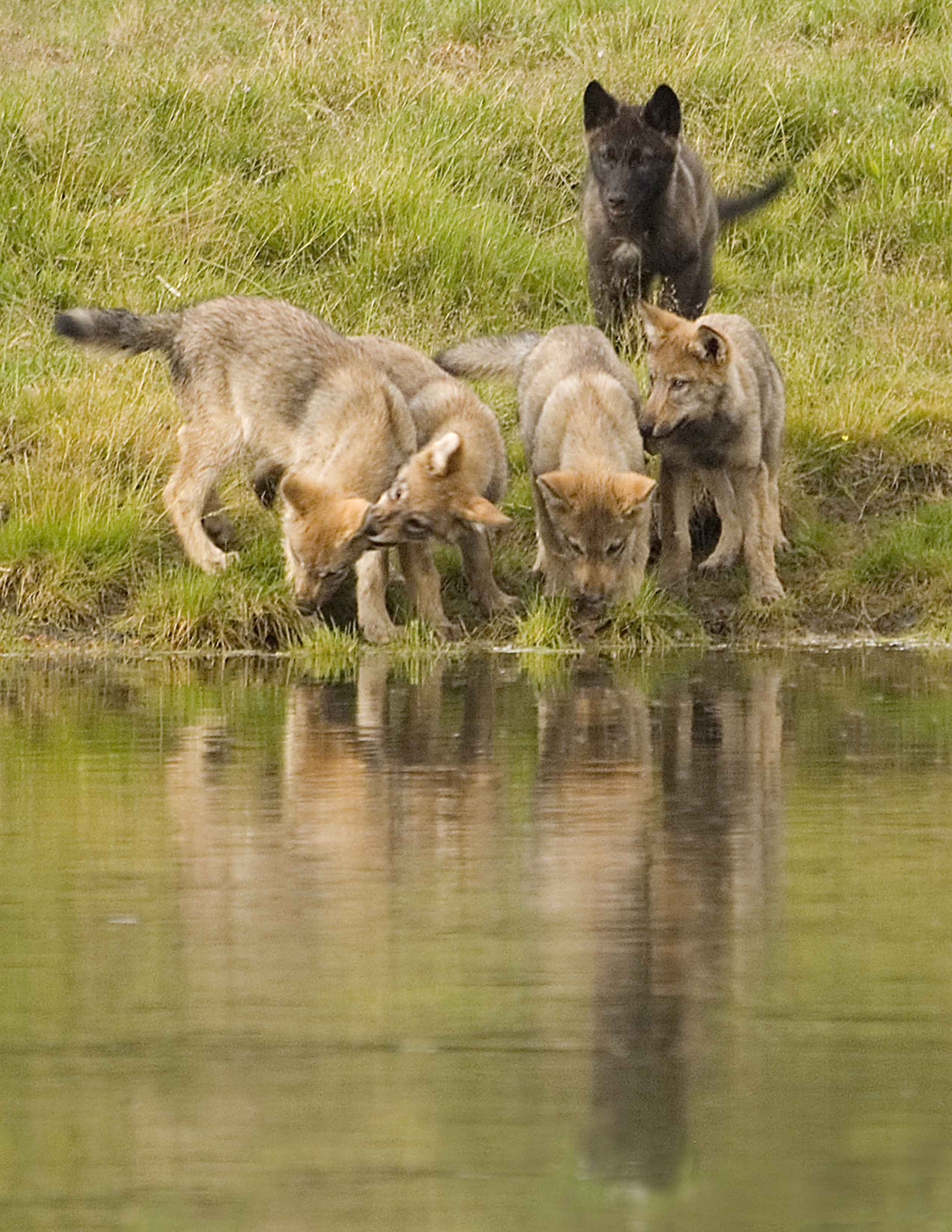 Hayden Wolf Pack Puppies