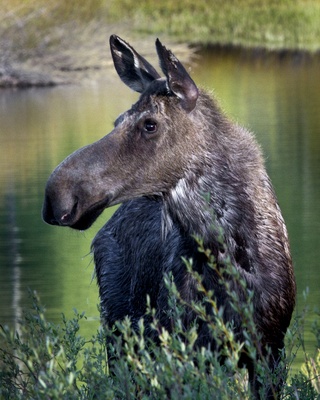 o6/93/821493/1/135892427.XlPzUim1.4259MadamMoose16x20.jpg