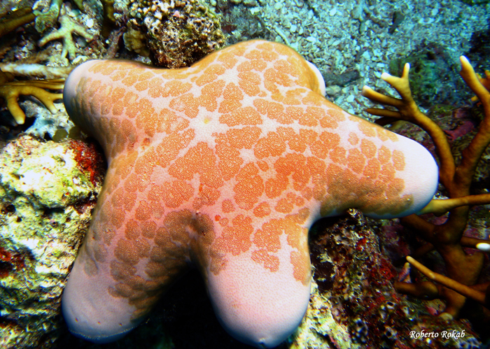 Great Barrier Reef - Australia