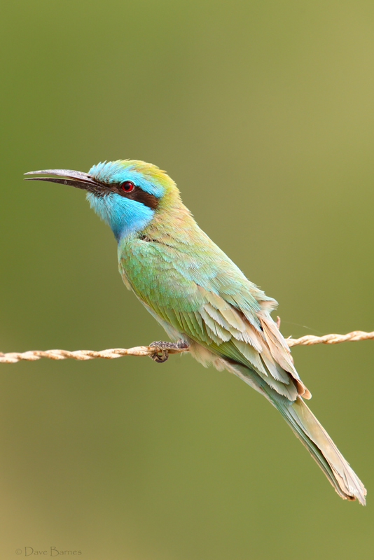 Little Green Bee-eater (Merops orientalis)