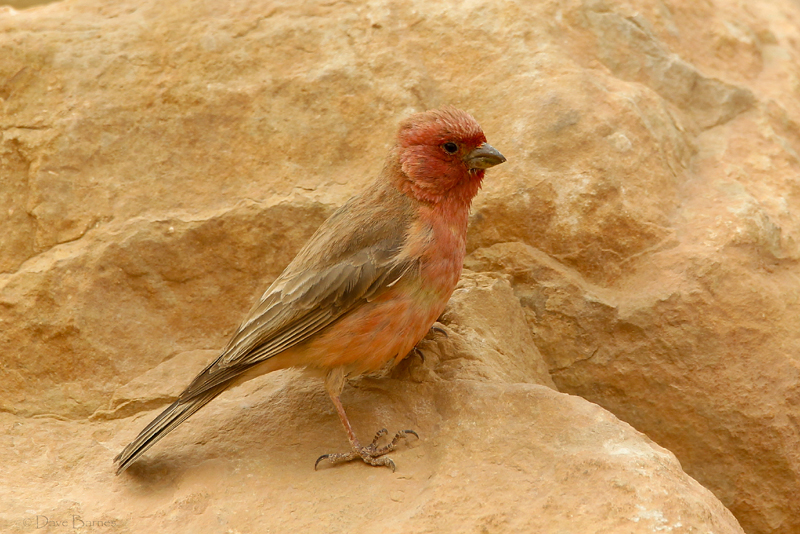 Sinai Rosefinch (Carpodacus synoicus)