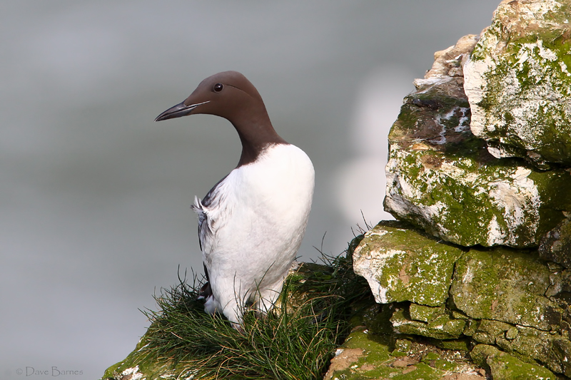 Common Guillemot (Uria aalge)