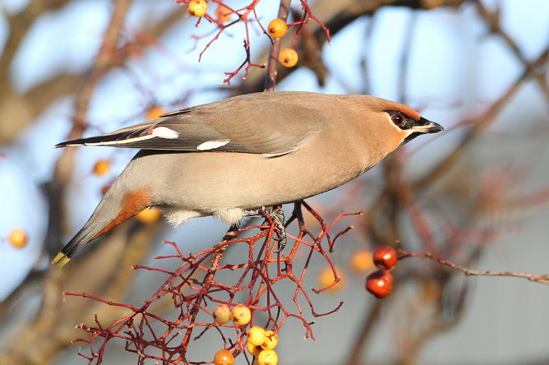 Bohemian Waxwing (Bombycilla garrulous)