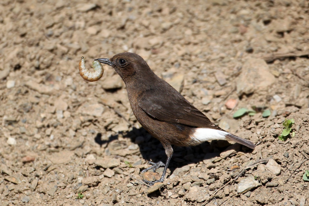 Black Wheatear (Oenanthe leucura)