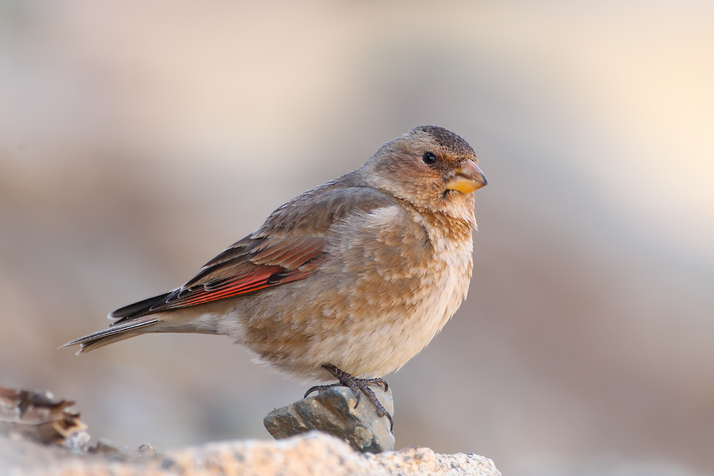 African Crimson-winged Finch (Rhodopechys alienus)