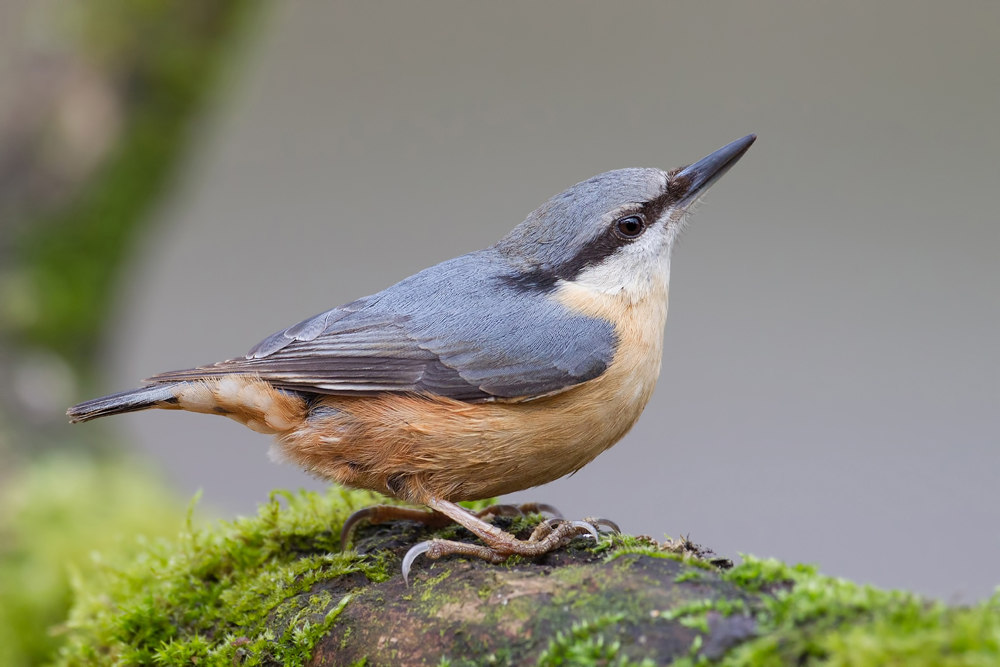 Eurasian Nuthatch (Sitta europaea)