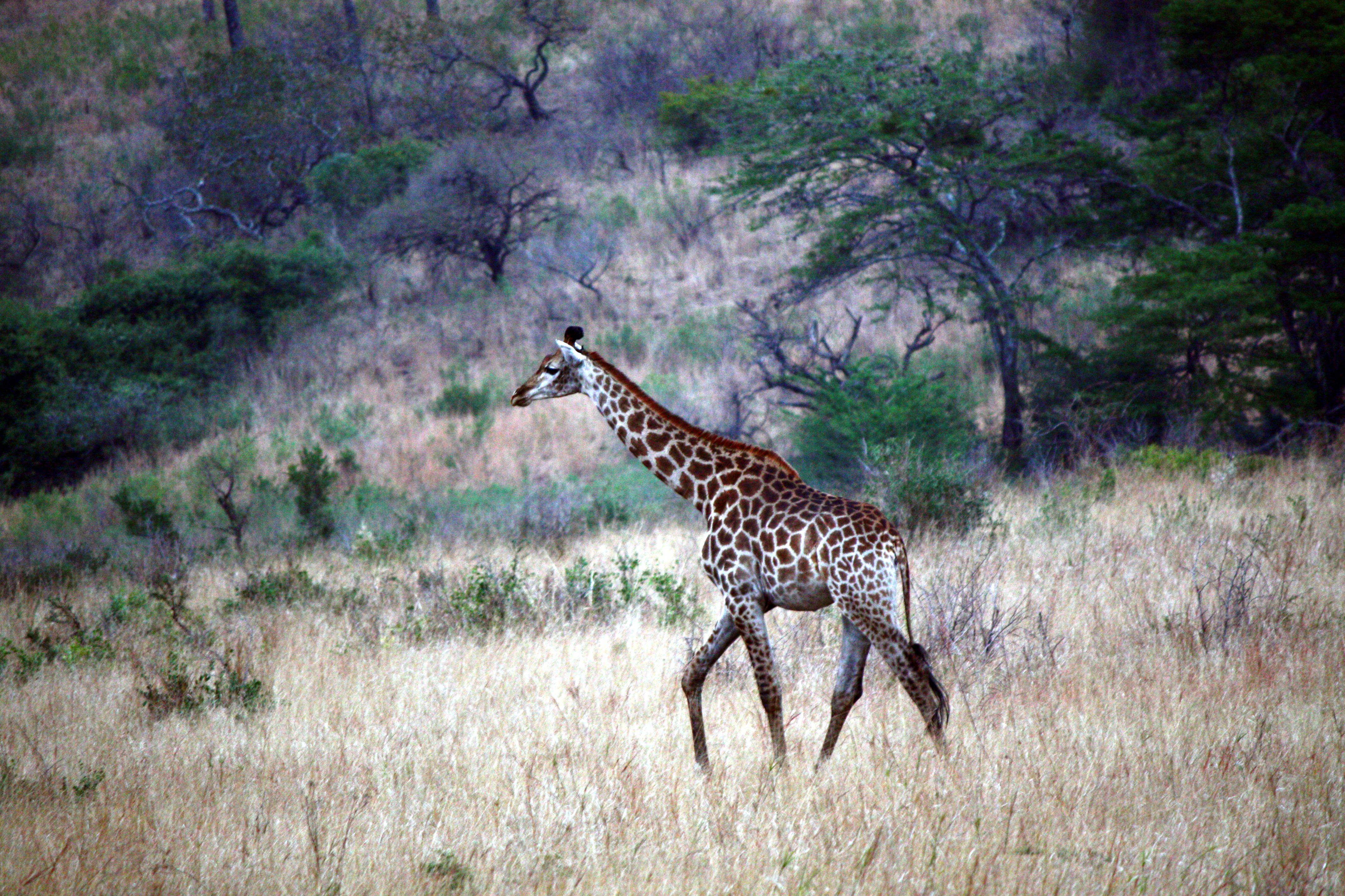 Young Giraffe