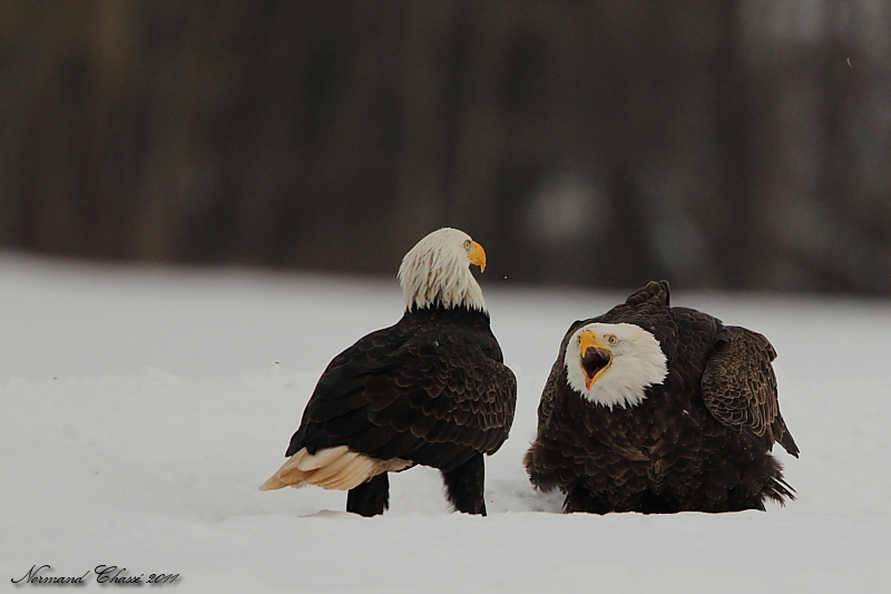 Pygaqrgue  tte blanche - Bald Eagle