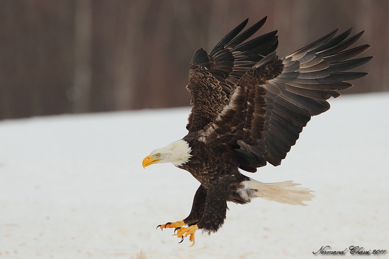 Pygargue  tte blanche - Bald Eagle
