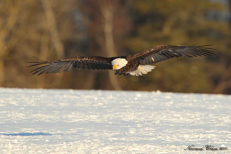 Pygargue  tte blanche - Bald Eagle