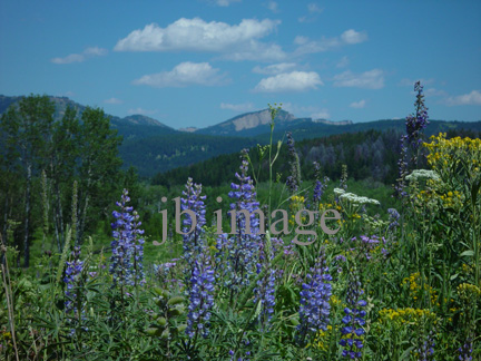 Grand Teton meadow WY